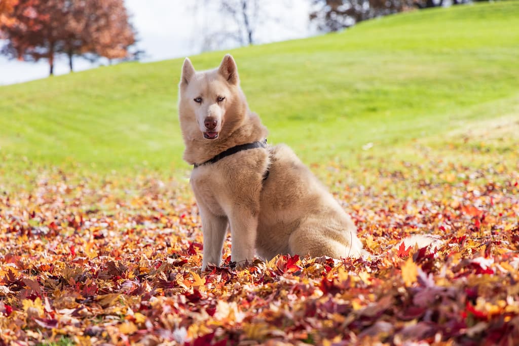 A light-colored dog sits among colorful autumn leaves on a grassy hillside.