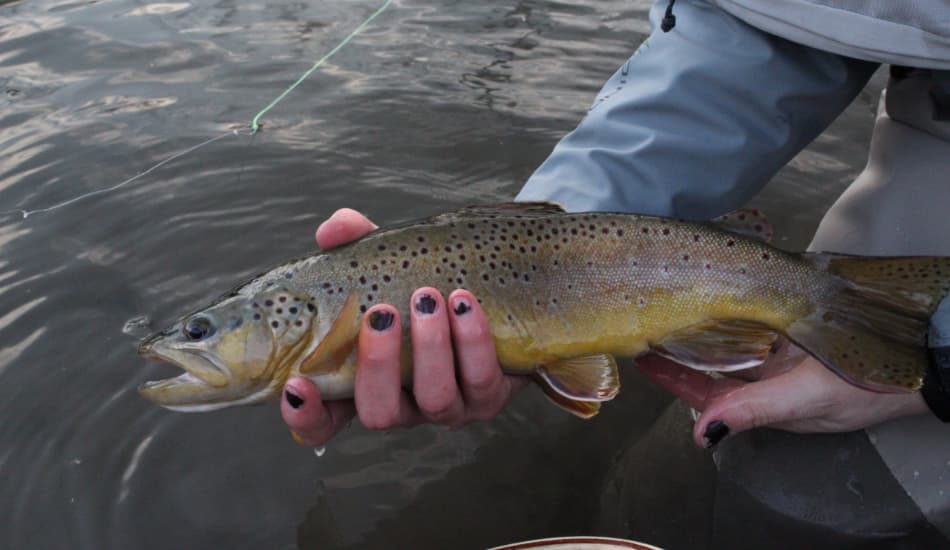 A person holds a brown trout above the water with dark-painted nails.