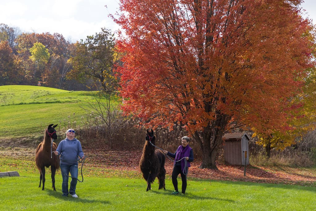 Two people walking llamas in a grassy field with a colorful autumn tree in the background.