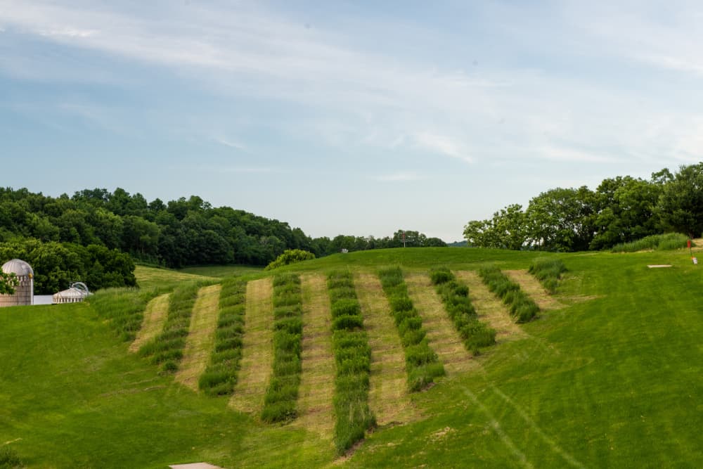 Various trails cut through grass towards a disc golf basket